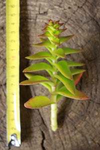 Crassula Campfire cutting