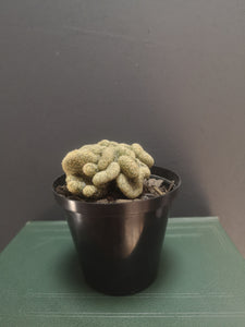 Brain Cactus