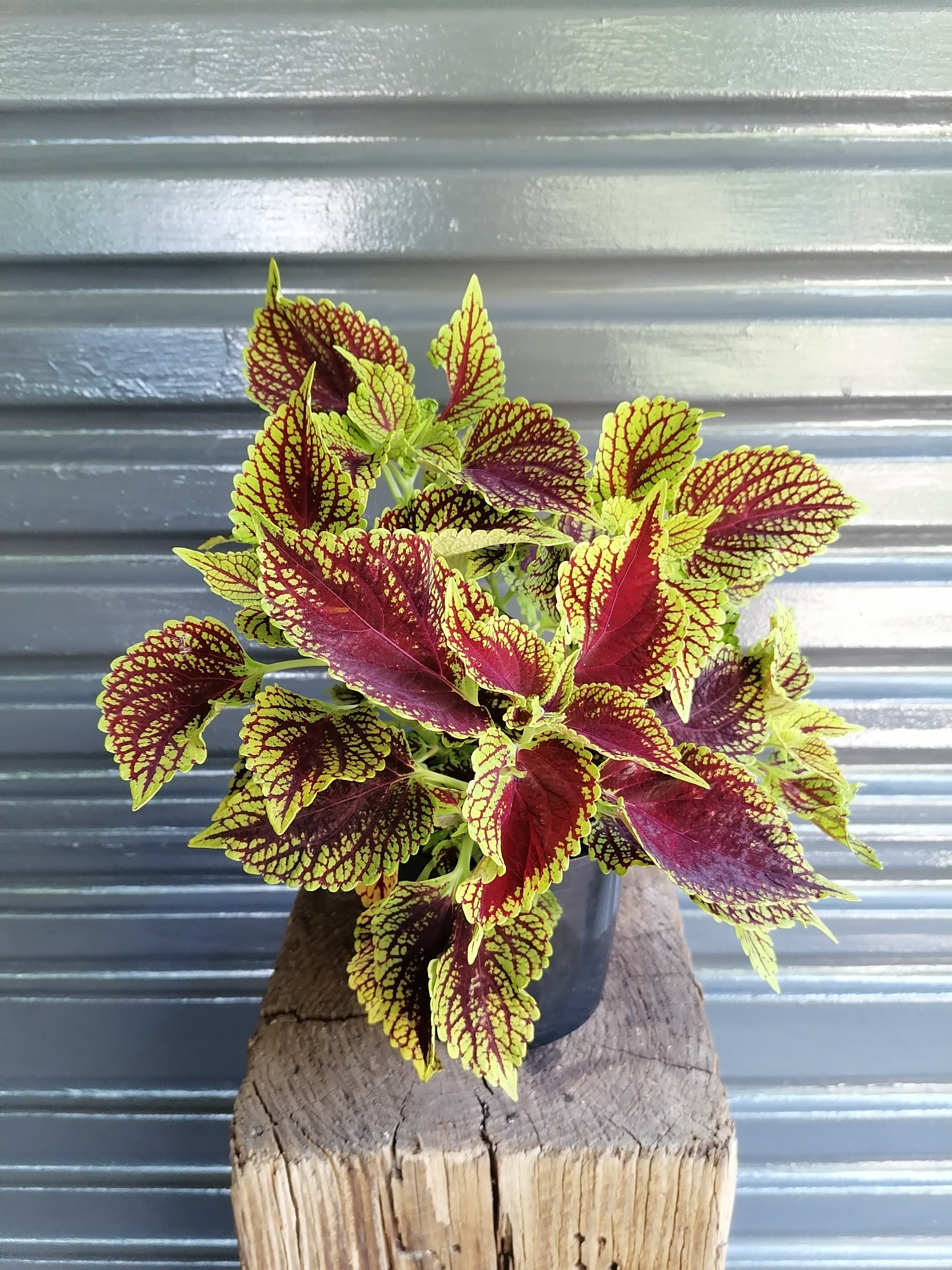 Coleus Kong