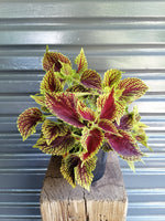 Load image into Gallery viewer, Coleus Kong
