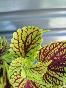 Coleus Kong