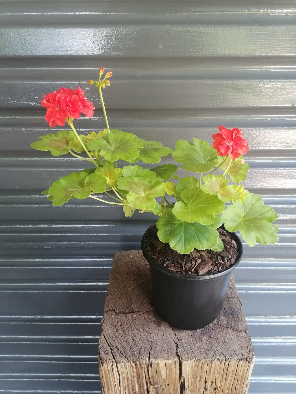 Geranium Pelargonium Occold Shield