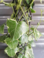 Load image into Gallery viewer, Cape Ivy Variegated on pole
