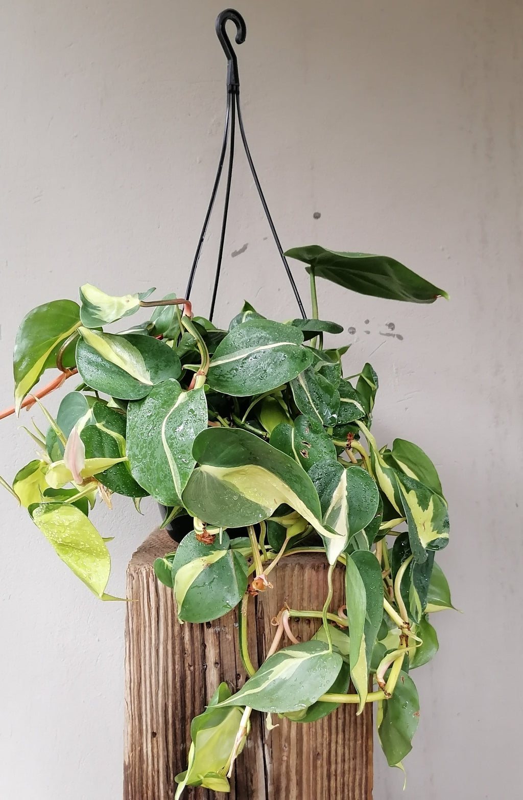 Philodendron Brasil