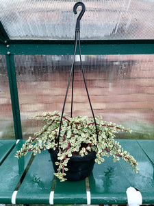 Portulacaria prostrata variegata hanging pot