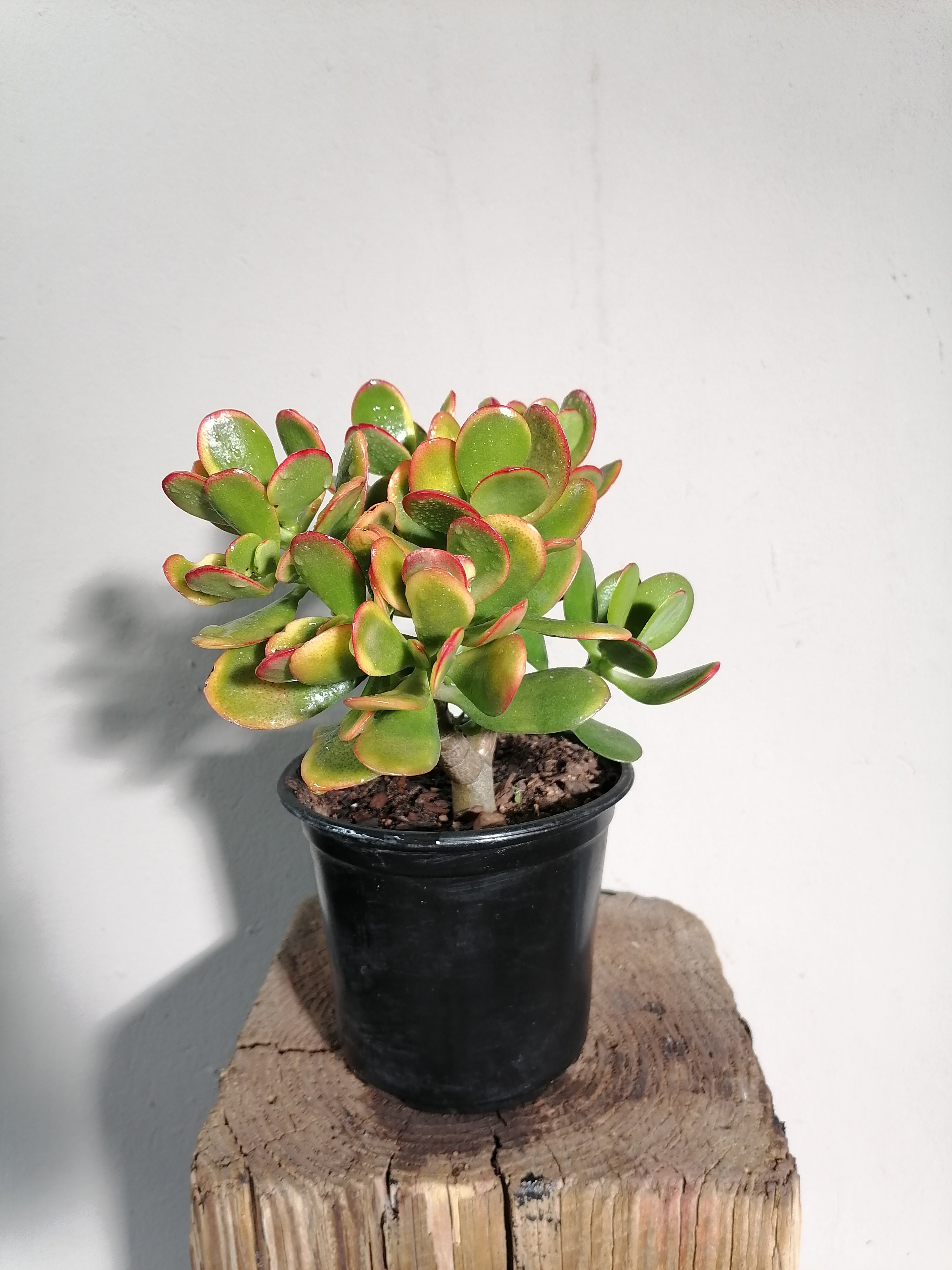 Crassula Ovata Sunset