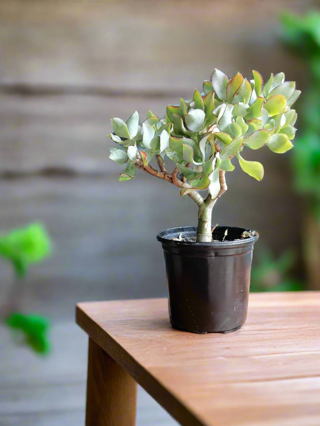 Crassula Ripple Jade