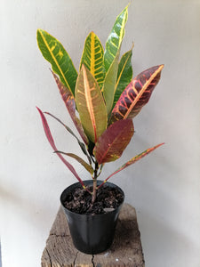 Croton