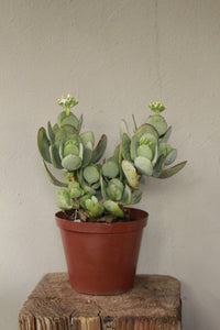 Crassula Silver Jade