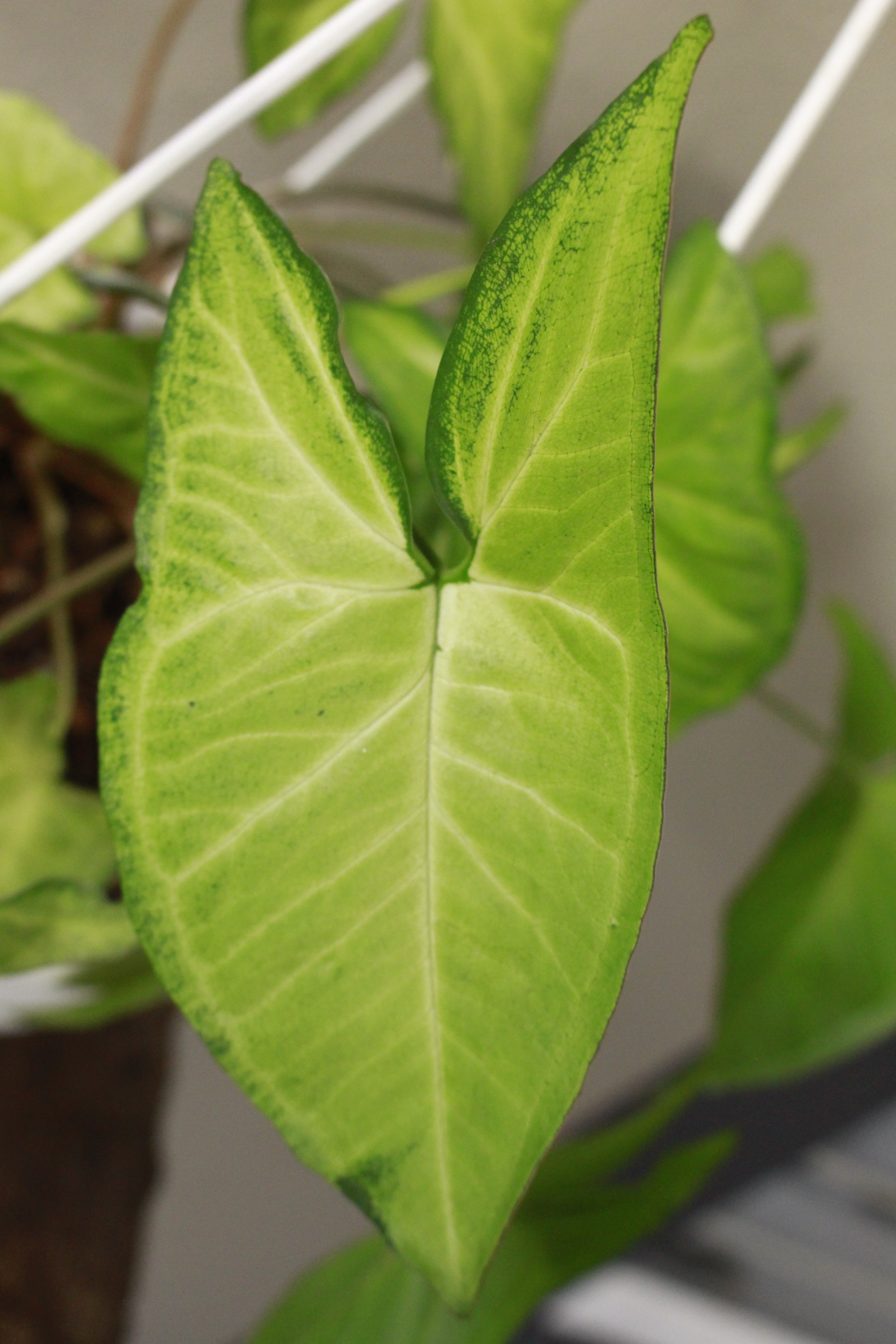 Syngonium White Butterfly hanging pot