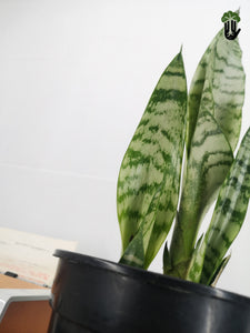 Snake Plant