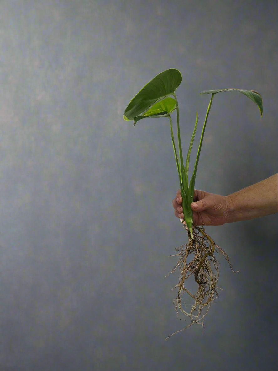 Philodendron Monstera deliciosa Cutting