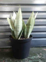 Load image into Gallery viewer, Snake Plant - Moonshine Large Mother in laws tongue
