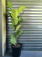 Load image into Gallery viewer, Ficus Fiddle leaf fig XL
