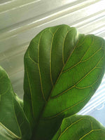 Load image into Gallery viewer, Ficus Fiddle leaf fig XL
