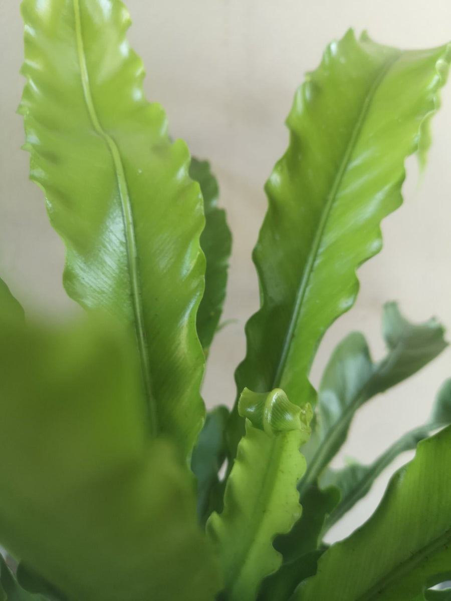 Crispy wave fern South Africa